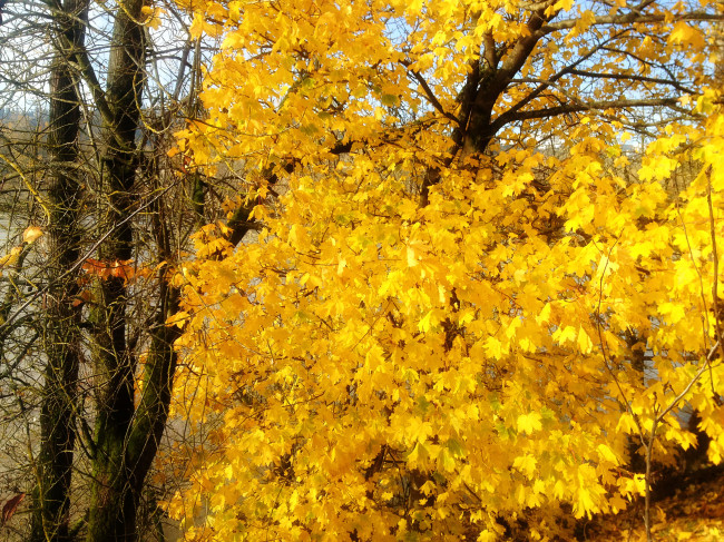 yellow-tree