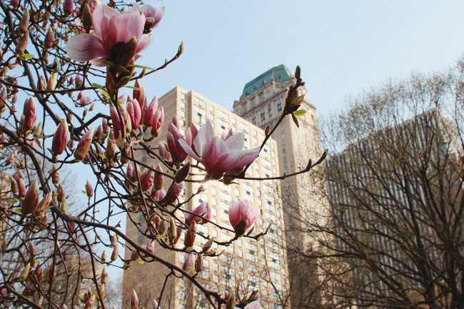 magnolia-central-park
